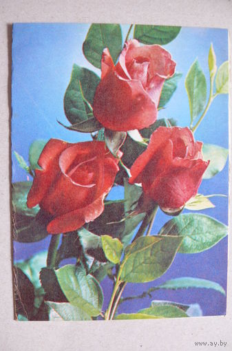 Костенко Г., Цветы; Телеграмма, 1982, двойная, подписана.