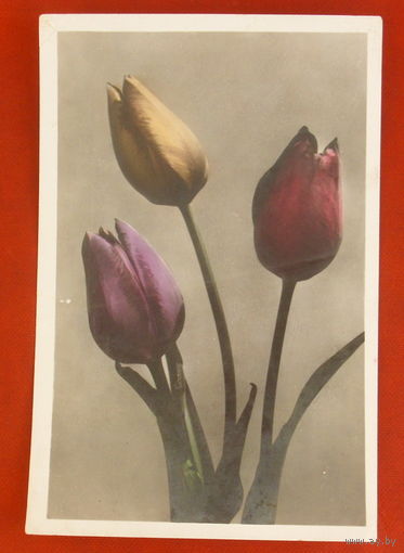 Тюльпаны. Подписанная. 1957 года. Фото Лайванта. 131.