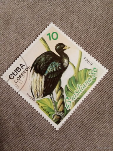 Куба 1989. Птицы. Psophia leucoptera