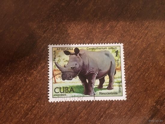 Куба 1978. Фауна. Носорог