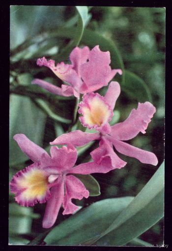 Вьетнам Орхидея 2