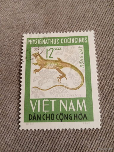Вьетнам 1965. Рептилии. Physignathus Cocincinus