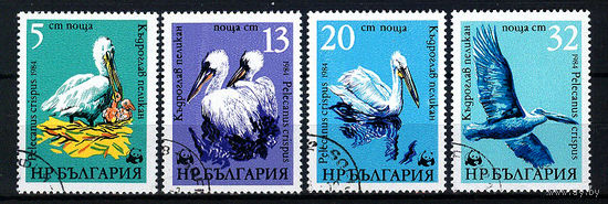 1984 Болгария. Кудрявый пеликан