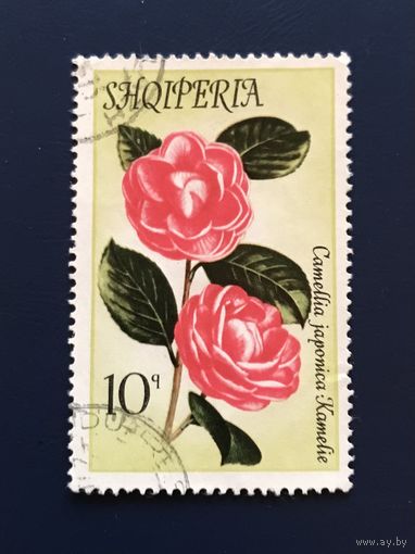 Албания 1972 год Флора Цветы Камелии Mi:1550 Гашеная