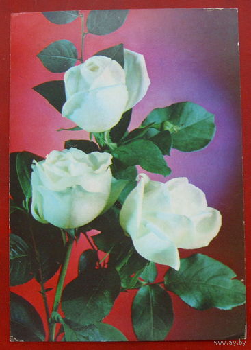 Розы. Чистая. 1983 года. Костенко. 1561.