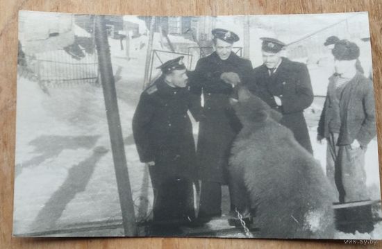 Фото кормления моряками медведя. 7х12 см.