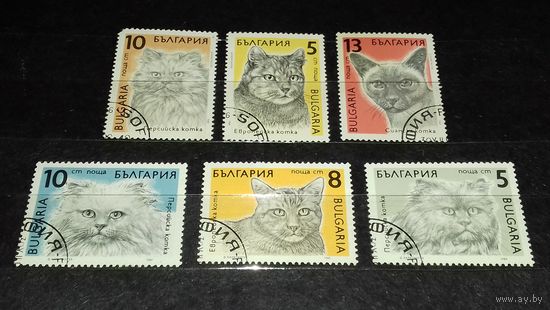 Болгария 1989 Фауна Кошки полная серия 6 марок