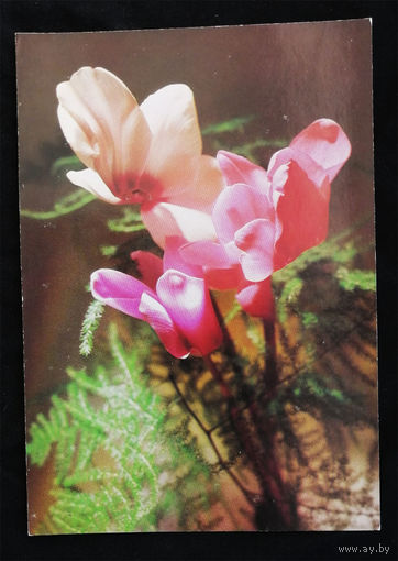 Цветы. Флора. Открытка Чехословакия. Чистая #0036-FL1P18