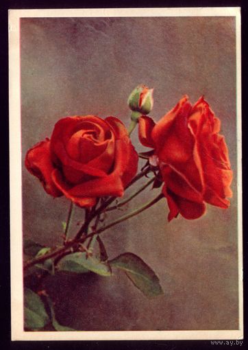 1960 год Л.Раскин Алые розы