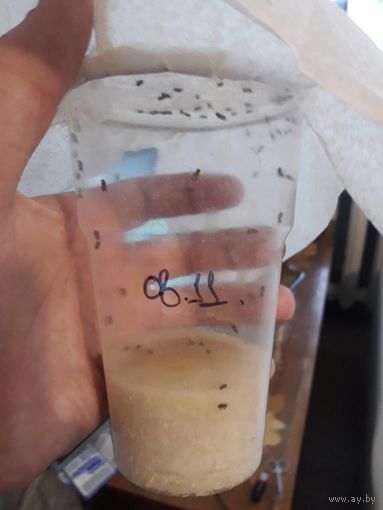 Мушка-дрозофила Drosophila melanogaster не летающая