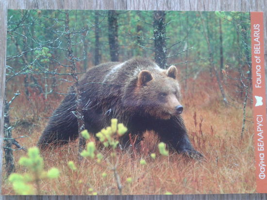 Беларусь 2011 медведь