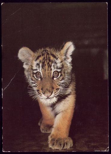 1987 год Амурский тигрёнок