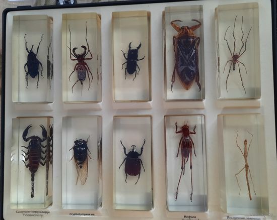 Коллекция настоящих насекомых + журналы