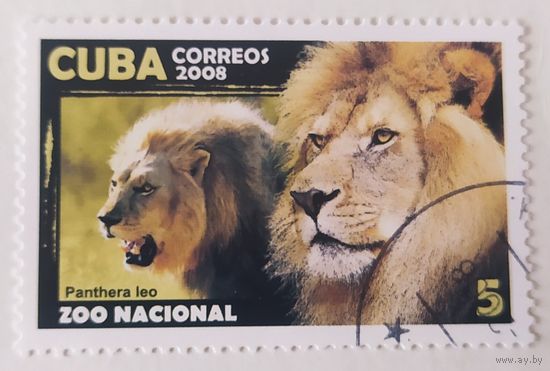 Куба 2008, львы