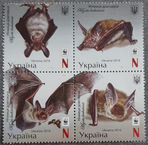 2016 WWF. Длинноухая ночница (Myotis bechsteini) - Украина