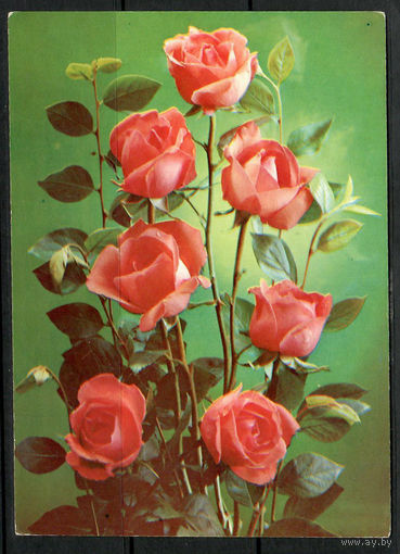 Почтовая карточка" Розы"