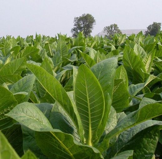 Семена Табак Гавана (Семян в 1 навеске 150+ шт)