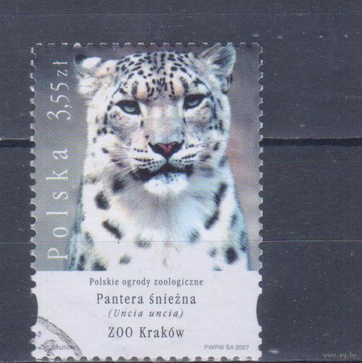 [1743] Польша 2007. Фауна.Дикие кошки.Снежный барс. Гашеная марка.