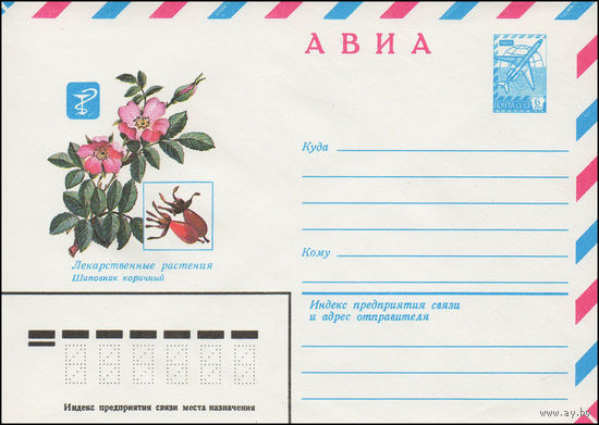 Художественный маркированный конверт СССР N 15017 (23.06.1981) АВИА Лекарственные растения  Шиповник коричный