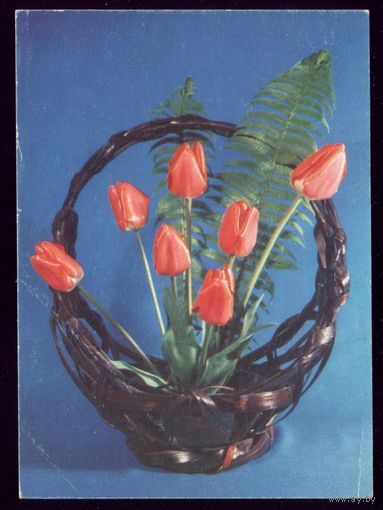 1991 год В.Суханов Тюльпанов чист