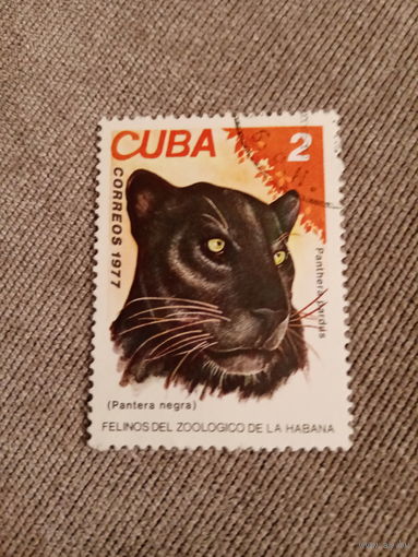 Куба 1977. Черная пантера