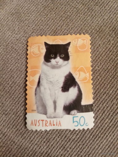 Австралия 2004. Домашние кошки