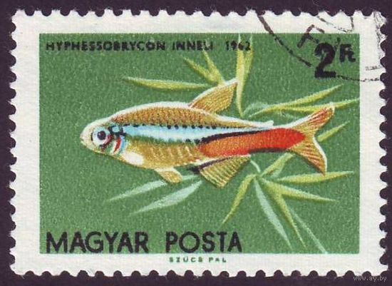 Тропические рыбы Венгрия 1962 год 1 марка