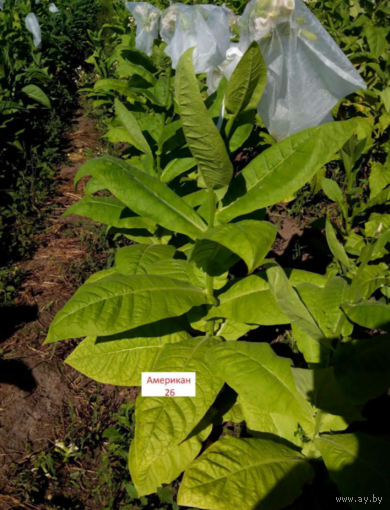 Семена Табак Американ 26 (Семян в 1 навеске 150+ шт)