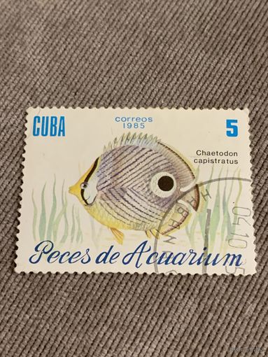 Куба 1985. Рыбы. Chaetodon capistratus. Марка из серии