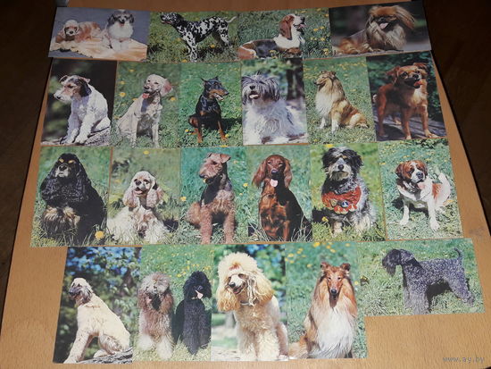 Календарики 1991 Собаки. 21 шт. одним лотом