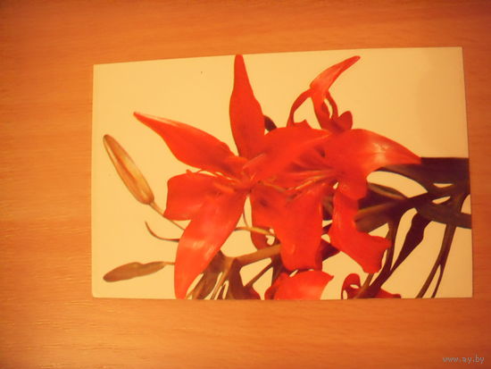 1981 СССР чистая открытка маленький тираж цветы