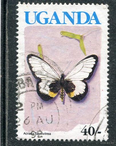 Уганда. Бабочка. Стеклянная акрея