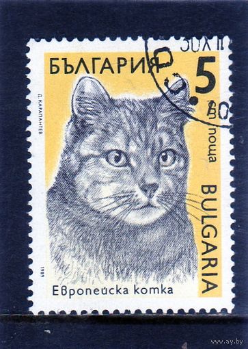 Болгария.Ми-3808.Европейский домашний кот (Felis silvestris catus). Серия: Кошки. 1989.