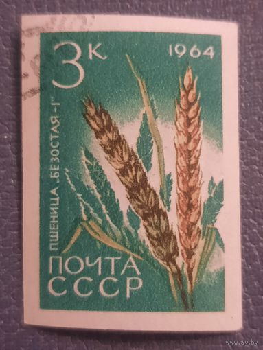 СССР 1964. Пшеница Безострая. Марка из серии