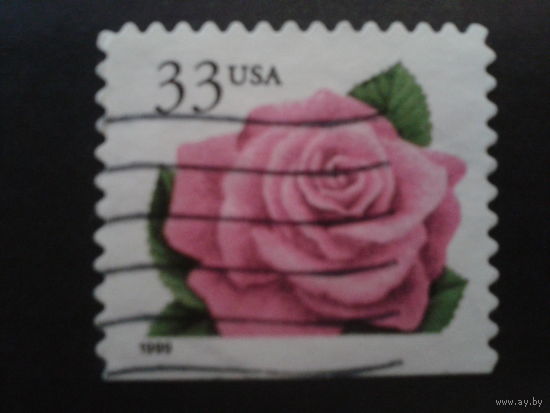 США 1999 стандарт, роза