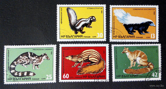 Болгария 1985 г. Экзотические хищные животные. Фауна, полная серия из 5 марок #0122-Ф1P26