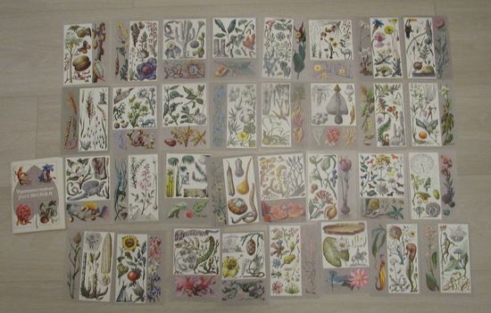 Удивительные растения" набор 32 открытки