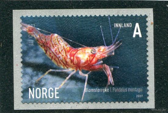 Норвегия. Фауна моря. Креветка
