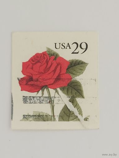 США Красная роза 1993