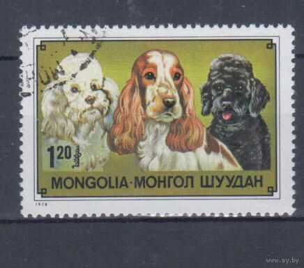 [2119] Монголия 1978. Фауна.Собаки. Гашеный концевик серии.