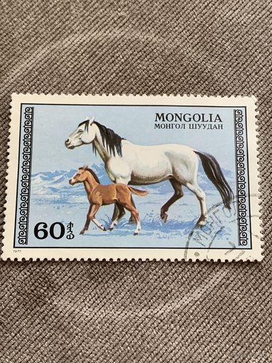 Монголия 1977. Лошади. Марка из серии