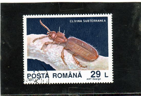 Румыния.Ми-4942. Жужелица (Clivina subterranea). 1993.
