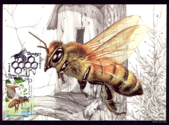 Картмаксимум 2020 год Пчела
