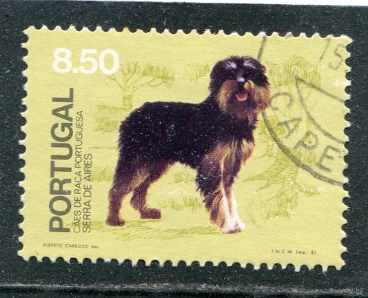 Португалия. Породы собак. Португальская овчарка