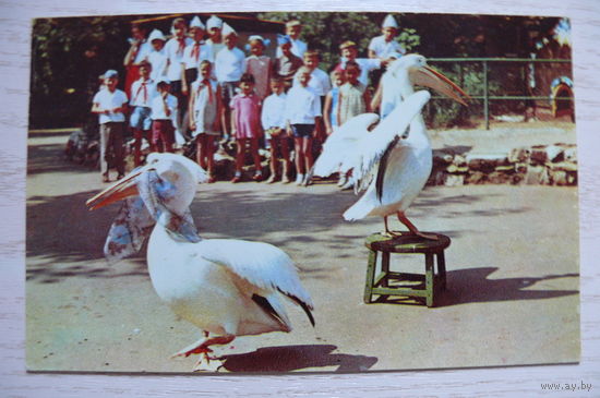 Пеликаны (уголок Дурова); 1971, чистая (размер 9*14).