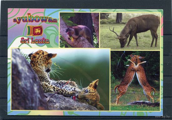 Шри Ланка. Фауна. Поздравительная открытка