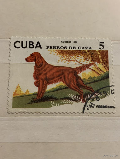 Куба 1974. Ирландский сеттер