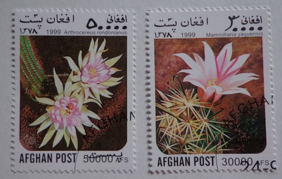 Афганистан.1999.кактусы