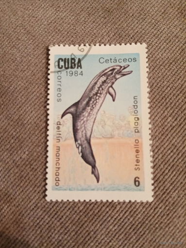 Куба 1984. Дельфин. Stenella plagiodon
