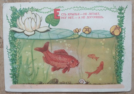 Дудников А. Рыба. 1956 г. Чистая.
